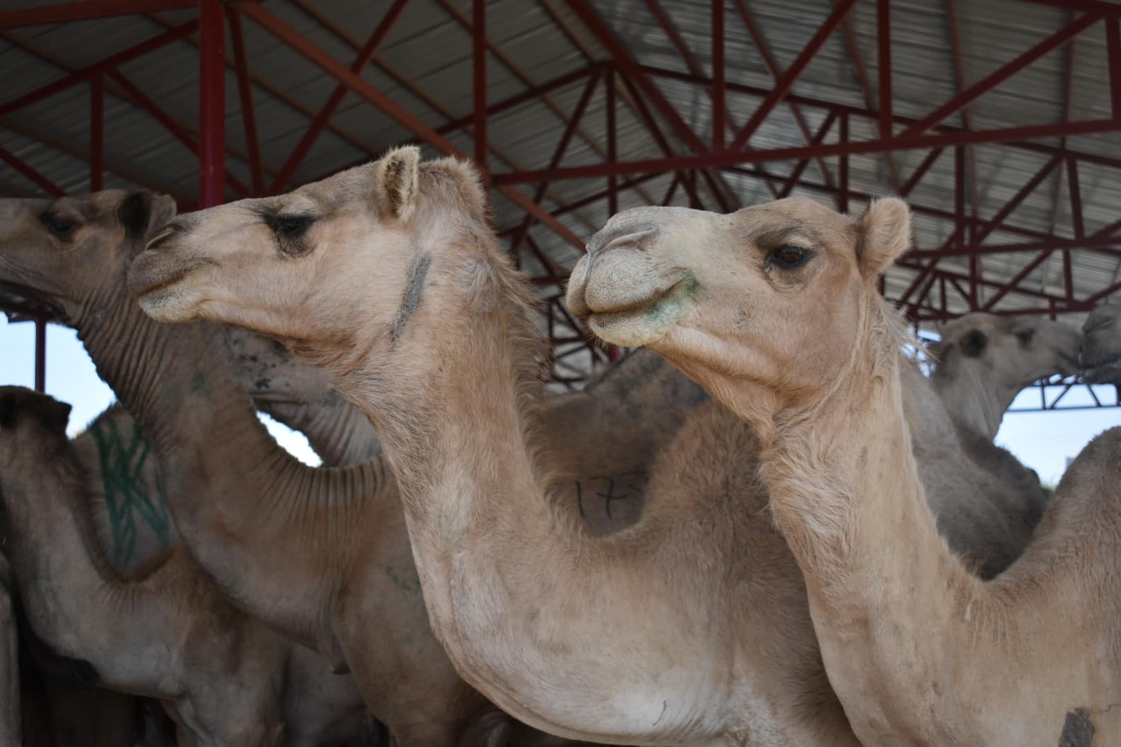 Børn på udflugt til Somaliland
