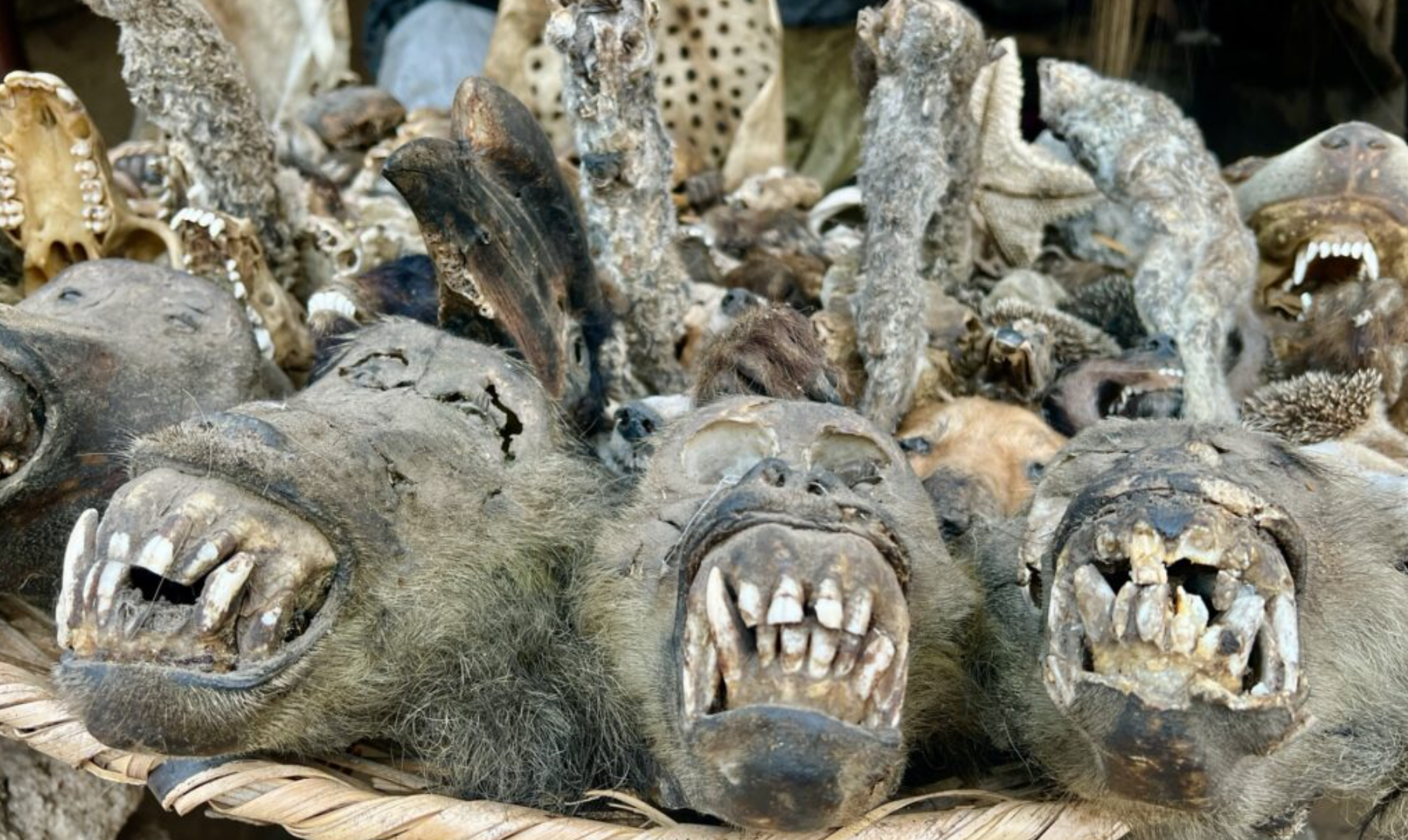 Voodoo: Fetish market in Lomé in Togo in West Africa